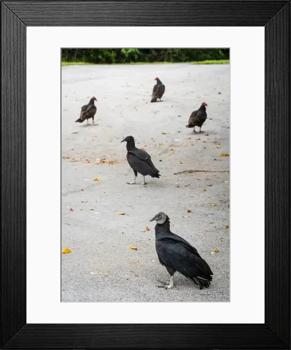 Framed Print : The Black Vultures at Everglades National Park, Florida, United States Framed Print : The Black Vultures at Everglades National Park, Florida, United States