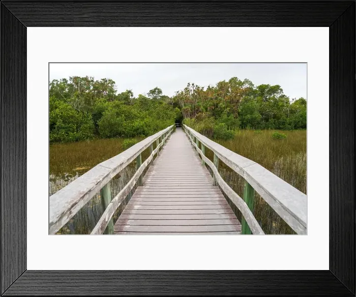Framed Print : A Boardwalk at Everglades National Park, Florida, United States Framed Print : A Boardwalk at Everglades National Park, Florida, United States