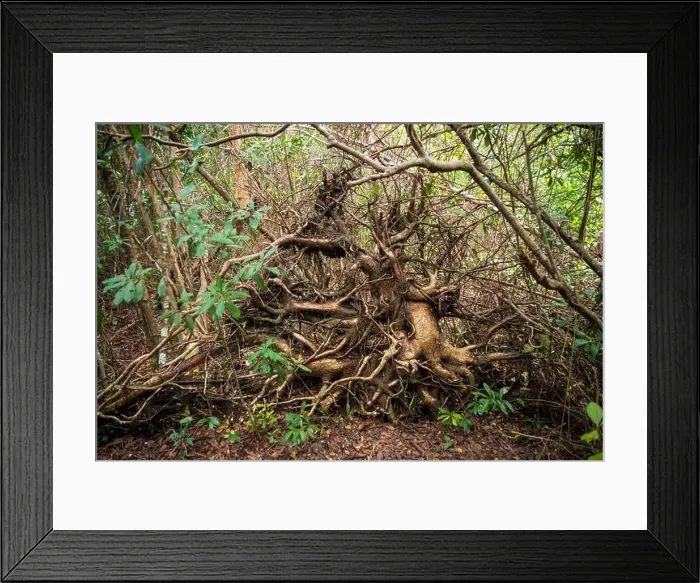 Framed Print : The Everglades National Park, Florida, United States Framed Print : The Everglades National Park, Florida, United States