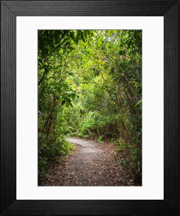 Framed Print : The Everglades National Park, Florida, United States Framed Print : The Everglades National Park, Florida, United States