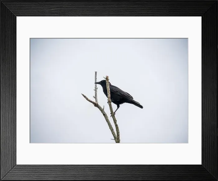 Framed Print : A Crow in a Tree, the Swamps of Everglades National Park, Florida, United States, USA Framed Print : A Crow in a Tree, the Swamps of Everglades National Park, Florida, United States, USA