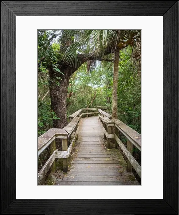 Framed Print : A Boardwalk at Everglades National Park, Florida, United States Framed Print : A Boardwalk at Everglades National Park, Florida, United States