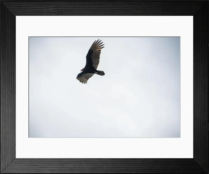 Framed Print : The Black Vultures at Everglades National Park, Florida, United States Framed Print : The Black Vultures at Everglades National Park, Florida, United States