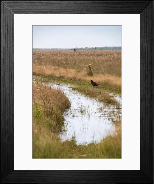 Framed Print : The Everglades National Park, Florida, United States Framed Print : The Everglades National Park, Florida, United States