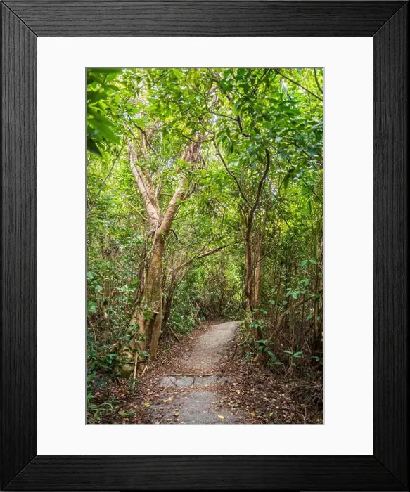 Framed Print : The Everglades National Park, Florida, United States Framed Print : The Everglades National Park, Florida, United States