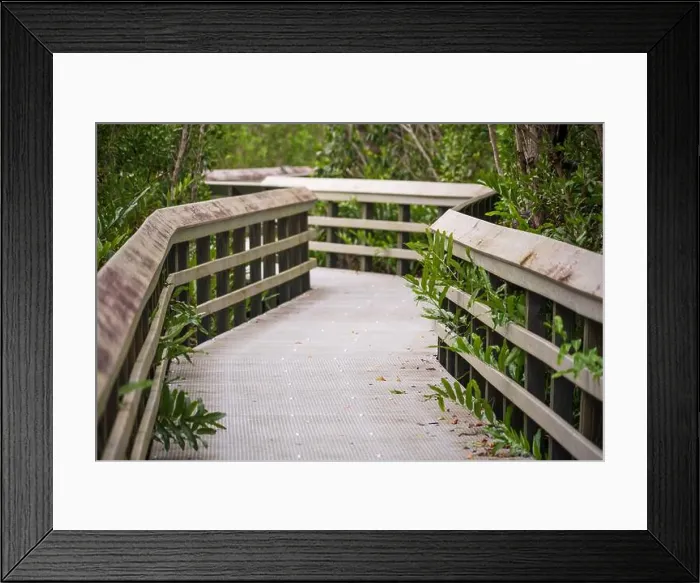 Framed Print : A Boardwalk at Everglades National Park, Florida, United States Framed Print : A Boardwalk at Everglades National Park, Florida, United States