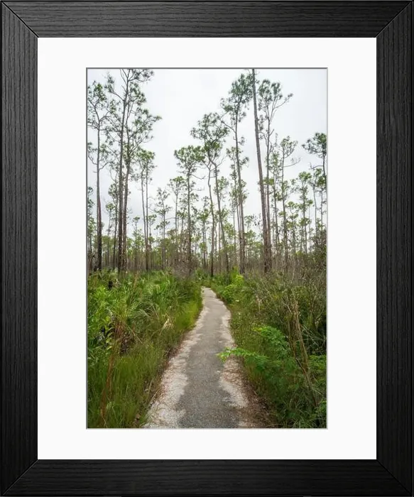 Framed Print : The Everglades National Park, Florida, United States Framed Print : The Everglades National Park, Florida, United States