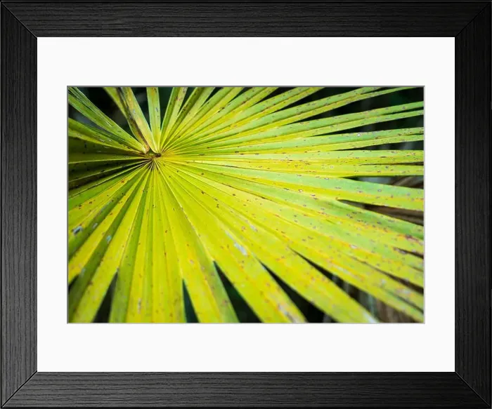 Framed Print : The Everglades National Park, Florida, United States Framed Print : The Everglades National Park, Florida, United States