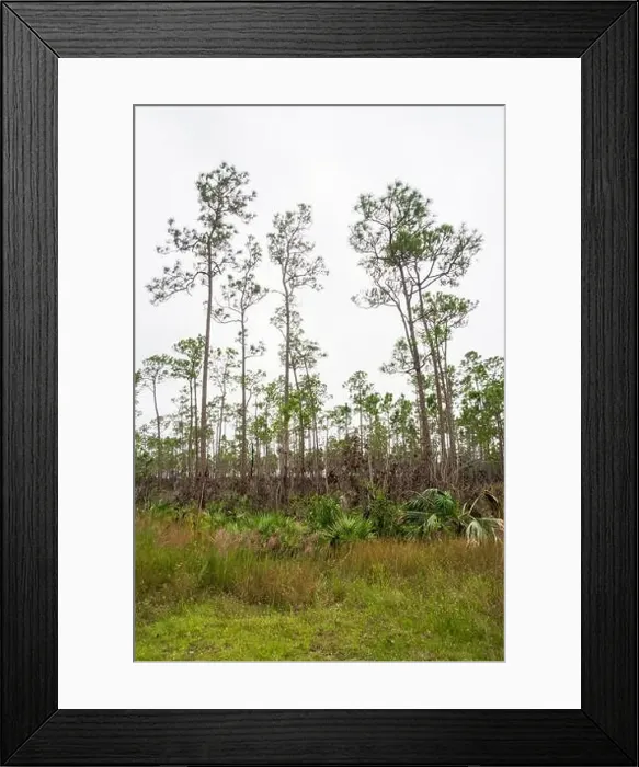 Framed Print : The Everglades National Park, Florida, United States Framed Print : The Everglades National Park, Florida, United States