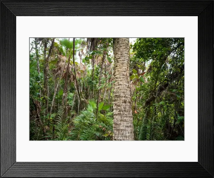 Framed Print : The Everglades National Park, Florida, United States Framed Print : The Everglades National Park, Florida, United States