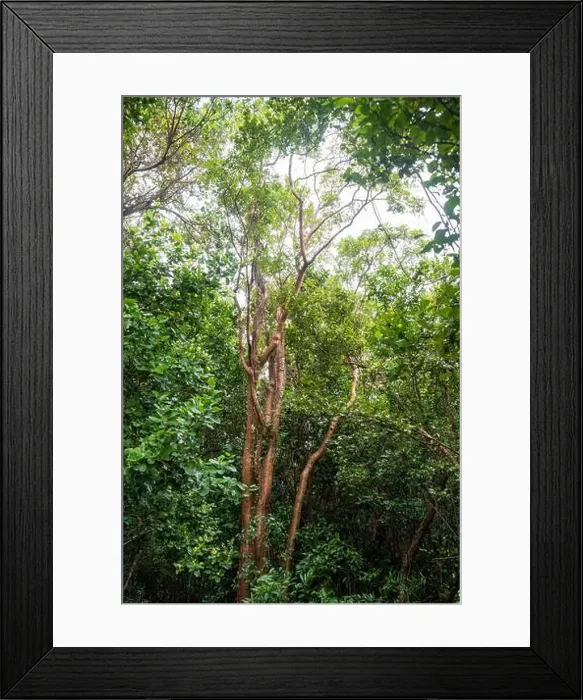 Framed Print : The Everglades National Park, Florida, United States Framed Print : The Everglades National Park, Florida, United States