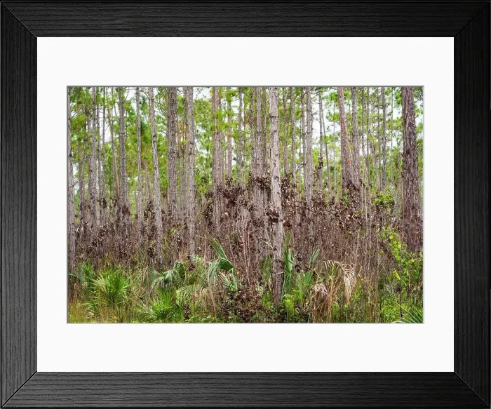 Framed Print : The Everglades National Park, Florida, United States Framed Print : The Everglades National Park, Florida, United States