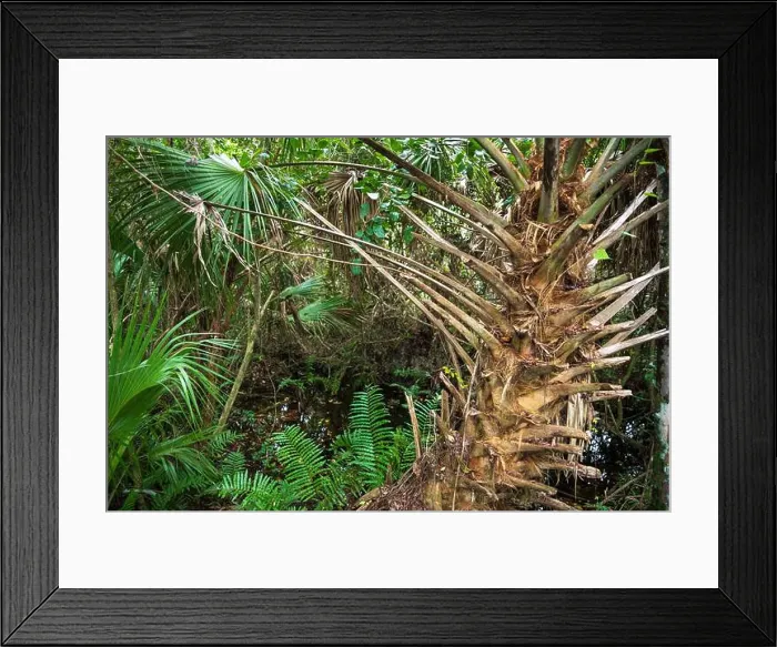 Framed Print : The Everglades National Park, Florida, United States Framed Print : The Everglades National Park, Florida, United States