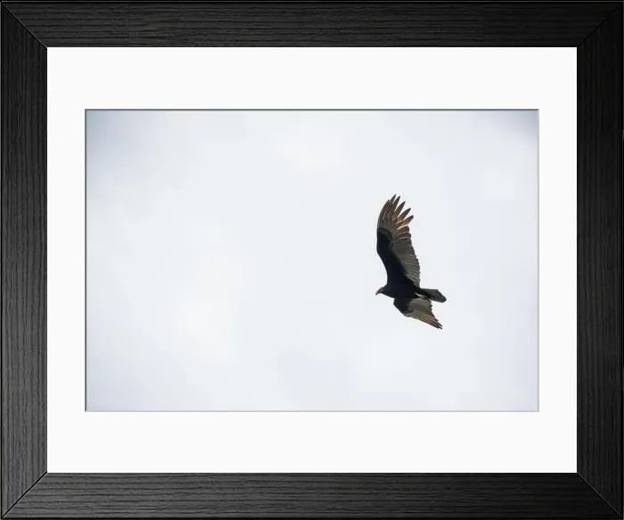 Framed Print : The Black Vultures at Everglades National Park, Florida, United States Framed Print : The Black Vultures at Everglades National Park, Florida, United States
