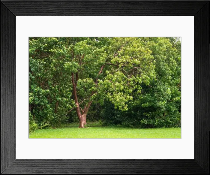 Framed Print : The Everglades National Park, Florida, United States Framed Print : The Everglades National Park, Florida, United States