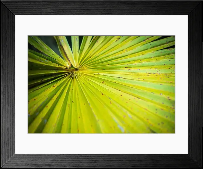 Framed Print : The Everglades National Park, Florida, United States Framed Print : The Everglades National Park, Florida, United States