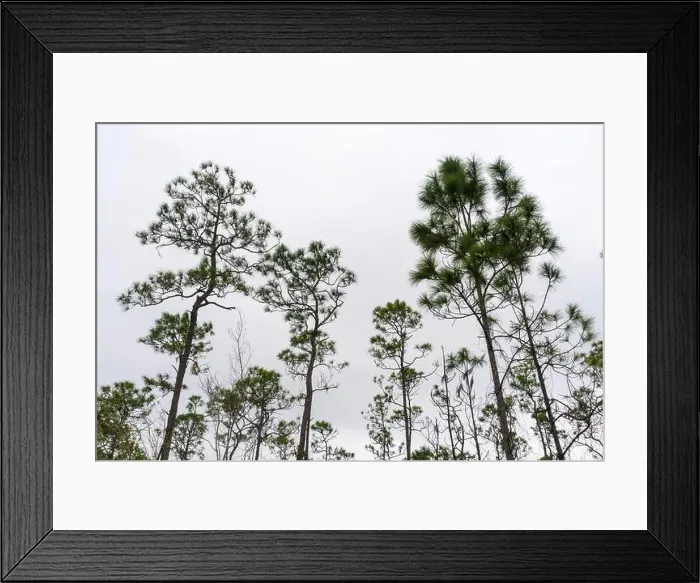 Framed Print : The Everglades National Park, Florida, United States