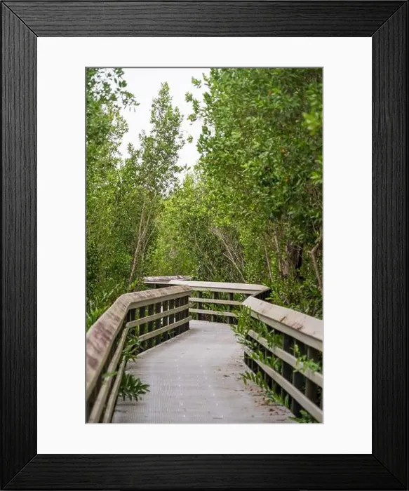 Framed Print : A Boardwalk at Everglades National Park, Florida, United States Framed Print : A Boardwalk at Everglades National Park, Florida, United States