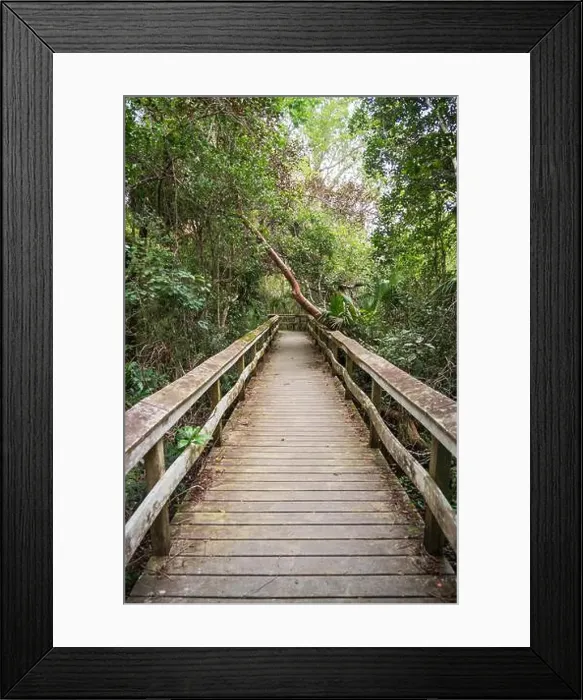 Framed Print : A Boardwalk at Everglades National Park, Florida, United States Framed Print : A Boardwalk at Everglades National Park, Florida, United States