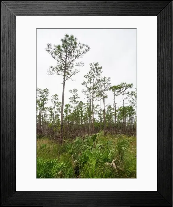 Framed Print : The Everglades National Park, Florida, United States