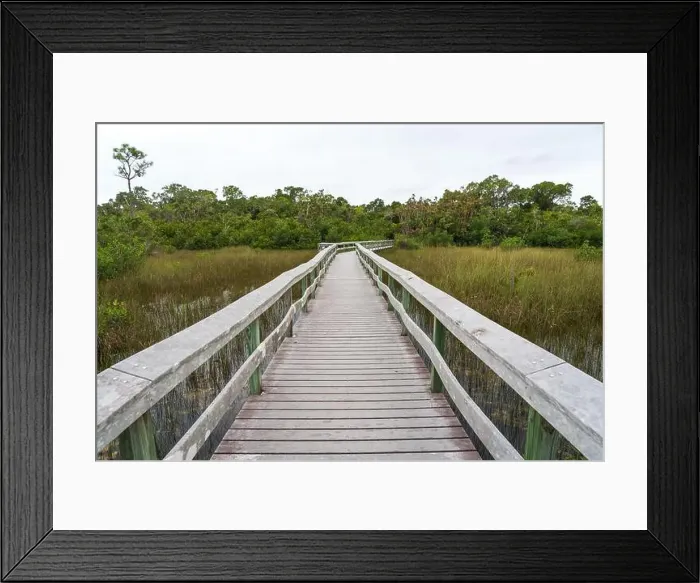 Framed Print : A Boardwalk at Everglades National Park, Florida, United States Framed Print : A Boardwalk at Everglades National Park, Florida, United States