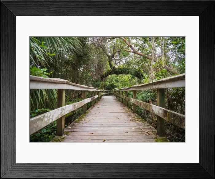 Framed Print : A Boardwalk at Everglades National Park, Florida, United States Framed Print : A Boardwalk at Everglades National Park, Florida, United States