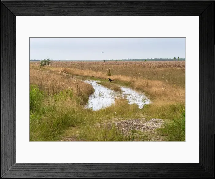 Framed Print : The Everglades National Park, Florida, United States Framed Print : The Everglades National Park, Florida, United States