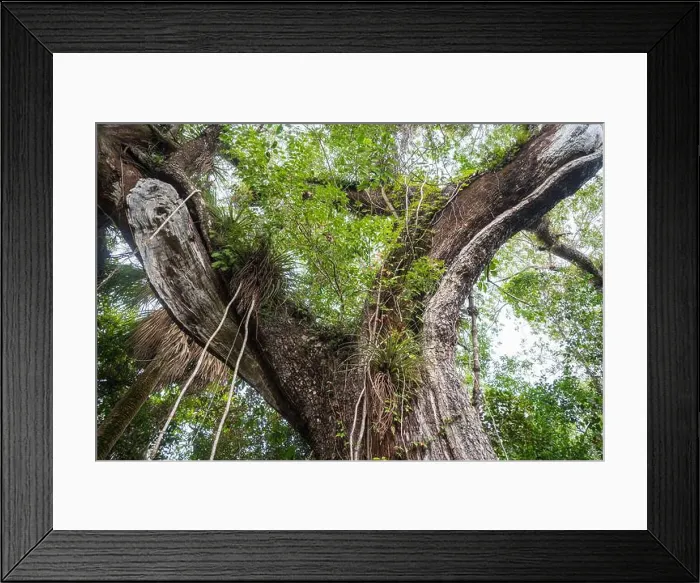 Framed Print : The Everglades National Park, Florida, United States Framed Print : The Everglades National Park, Florida, United States
