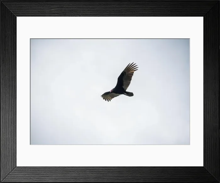 Framed Print : The Black Vultures at Everglades National Park, Florida, United States Framed Print : The Black Vultures at Everglades National Park, Florida, United States