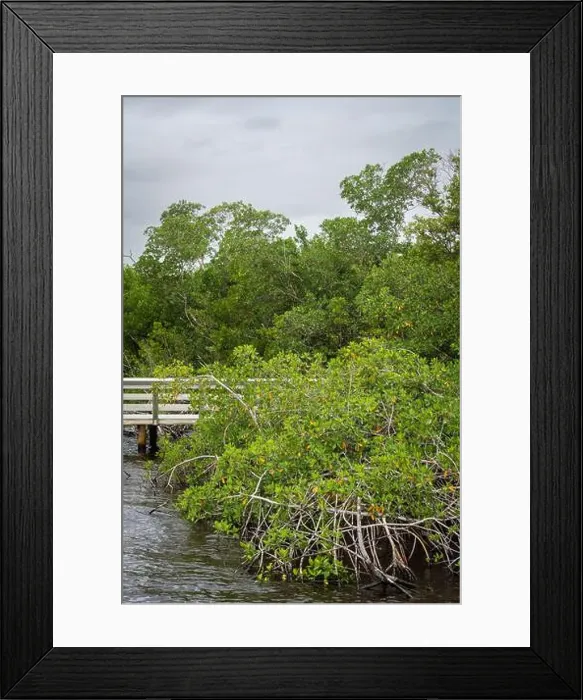 Framed Print : A Boardwalk at Everglades National Park, Florida, United States Framed Print : A Boardwalk at Everglades National Park, Florida, United States