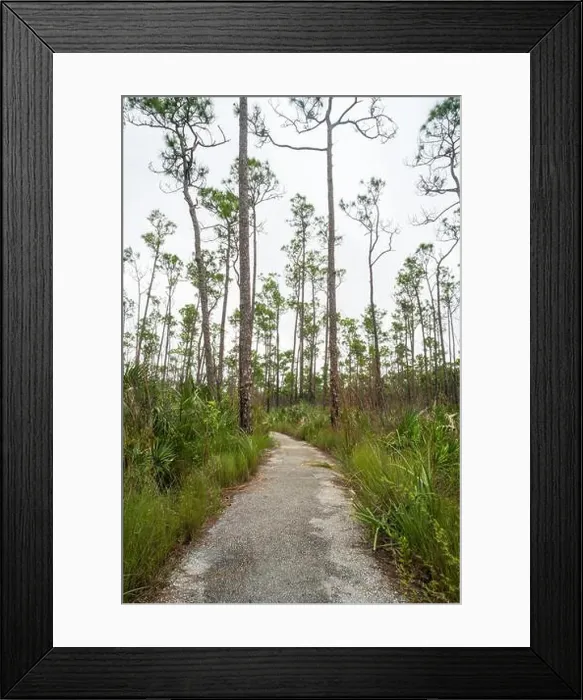 Framed Print : The Everglades National Park, Florida, United States Framed Print : The Everglades National Park, Florida, United States
