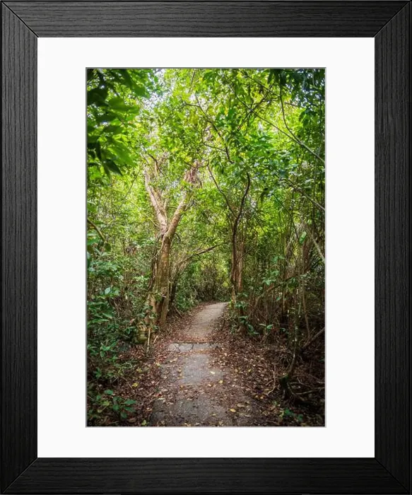 Framed Print : The Everglades National Park, Florida, United States Framed Print : The Everglades National Park, Florida, United States