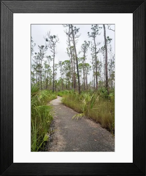 Framed Print : The Everglades National Park, Florida, United States Framed Print : The Everglades National Park, Florida, United States