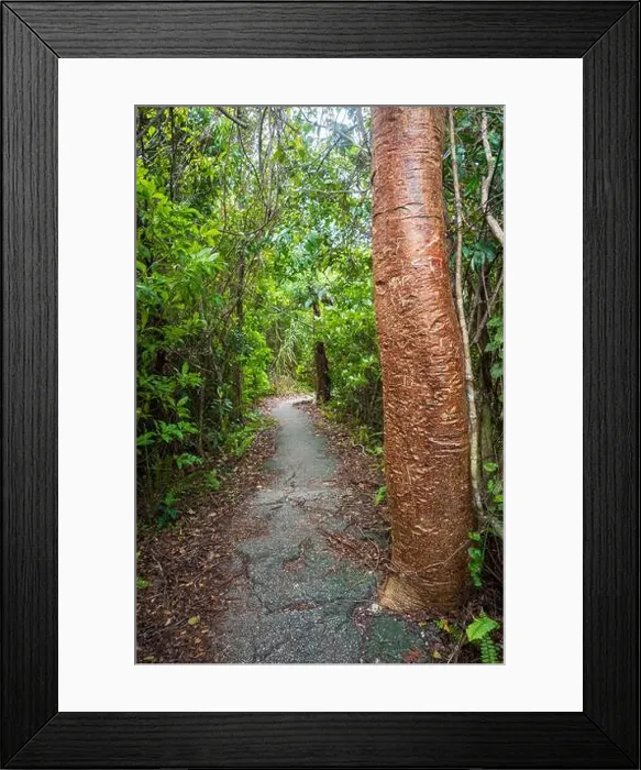 Framed Print : The Everglades National Park, Florida, United States Framed Print : The Everglades National Park, Florida, United States
