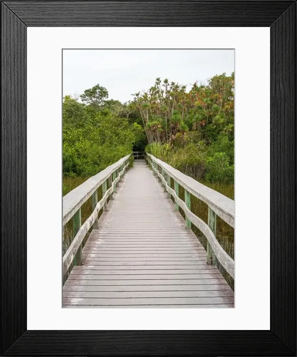 Framed Print : A Boardwalk at Everglades National Park, Florida, United States Framed Print : A Boardwalk at Everglades National Park, Florida, United States