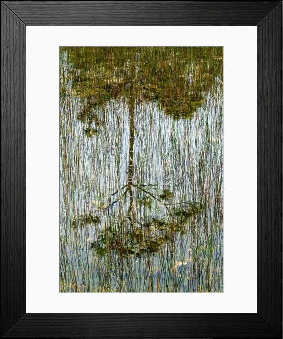 Framed Print : The Everglades National Park, Florida, United States Framed Print : The Everglades National Park, Florida, United States