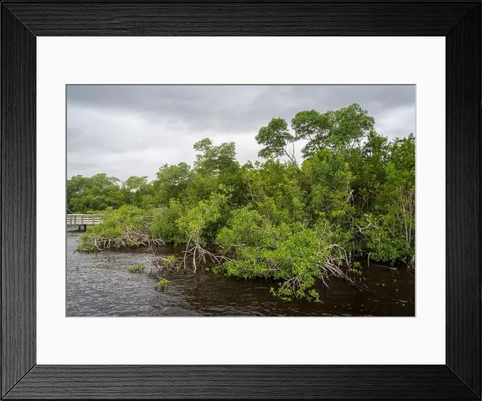 Framed Print : A Boardwalk at Everglades National Park, Florida, United States Framed Print : A Boardwalk at Everglades National Park, Florida, United States
