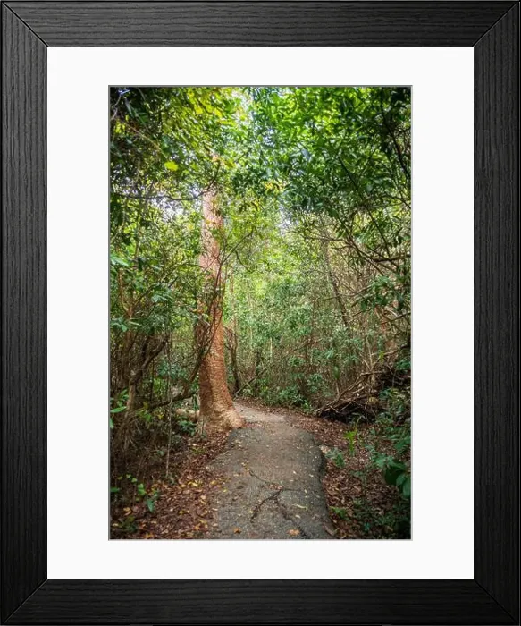 Framed Print : The Everglades National Park, Florida, United States Framed Print : The Everglades National Park, Florida, United States