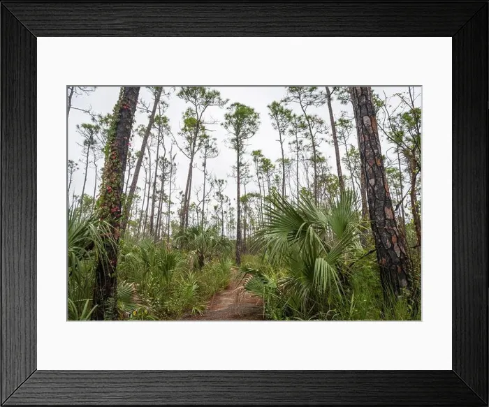 Framed Print : The Everglades National Park, Florida, United States Framed Print : The Everglades National Park, Florida, United States