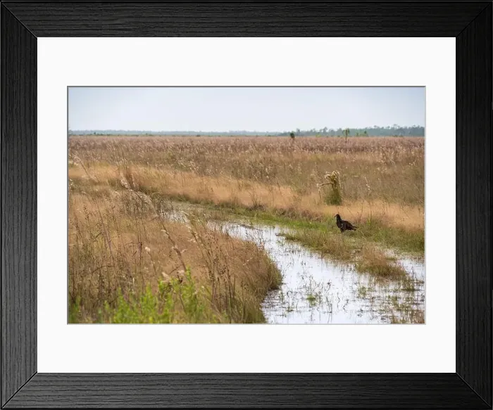 Framed Print : The Everglades National Park, Florida, United States Framed Print : The Everglades National Park, Florida, United States