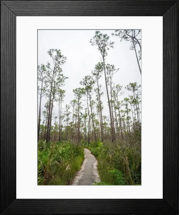 Framed Print : The Everglades National Park, Florida, United States Framed Print : The Everglades National Park, Florida, United States