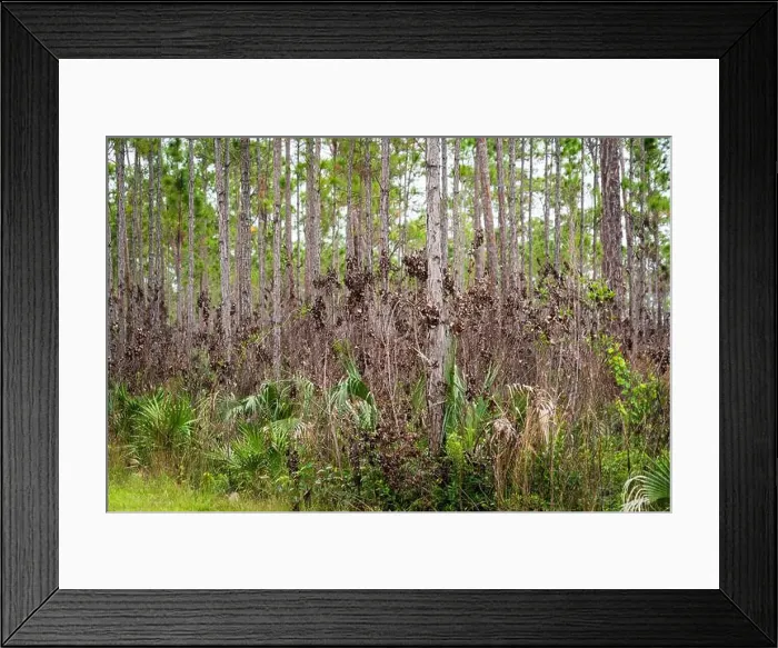 Framed Print : The Everglades National Park, Florida, United States Framed Print : The Everglades National Park, Florida, United States