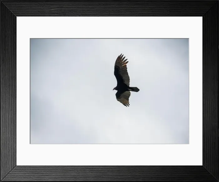 Framed Print : The Black Vultures at Everglades National Park, Florida, United States