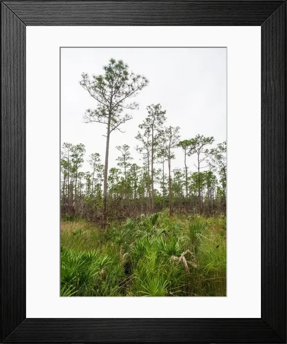 Framed Print : The Everglades National Park, Florida, United States Framed Print : The Everglades National Park, Florida, United States