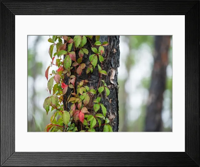Framed Print : The Everglades National Park, Florida, United States Framed Print : The Everglades National Park, Florida, United States