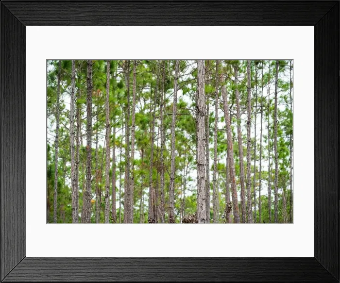 Framed Print : The Everglades National Park, Florida, United States Framed Print : The Everglades National Park, Florida, United States