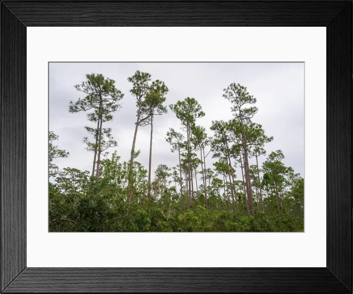 Framed Print : The Everglades National Park, Florida, United States Framed Print : The Everglades National Park, Florida, United States