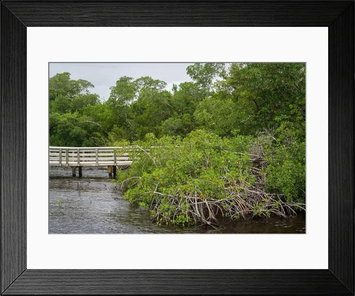 Framed Print : A Boardwalk at Everglades National Park, Florida, United States Framed Print : A Boardwalk at Everglades National Park, Florida, United States
