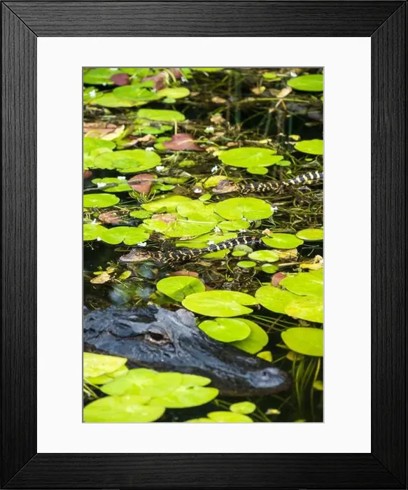 Framed Print : The Everglades National Park, Florida, United States Framed Print : The Everglades National Park, Florida, United States