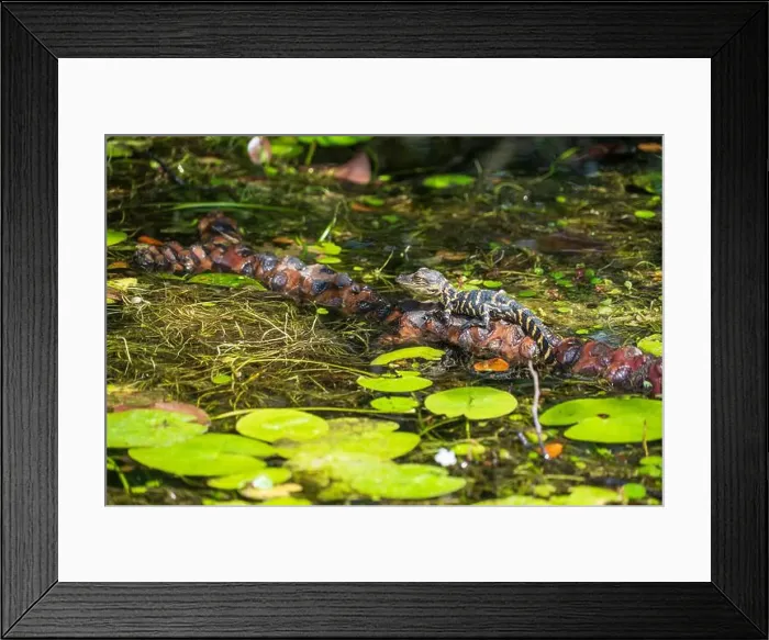 Framed Print : A Crocodile at Everglades National Park, Florida, United States
